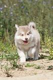 CHIEN FINNOIS DE LAPONIE 449